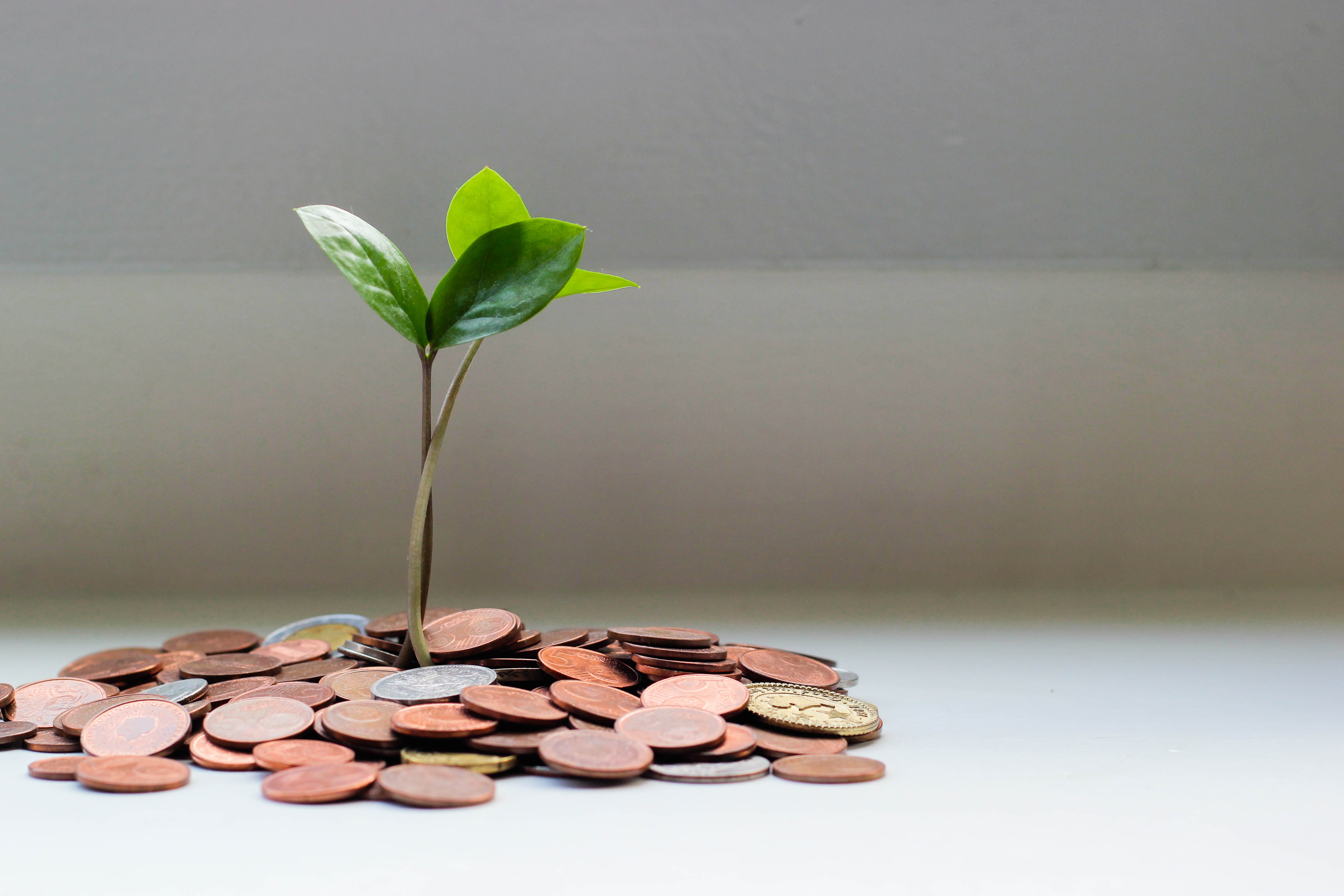 A plant sprouting out of coins representing growth.